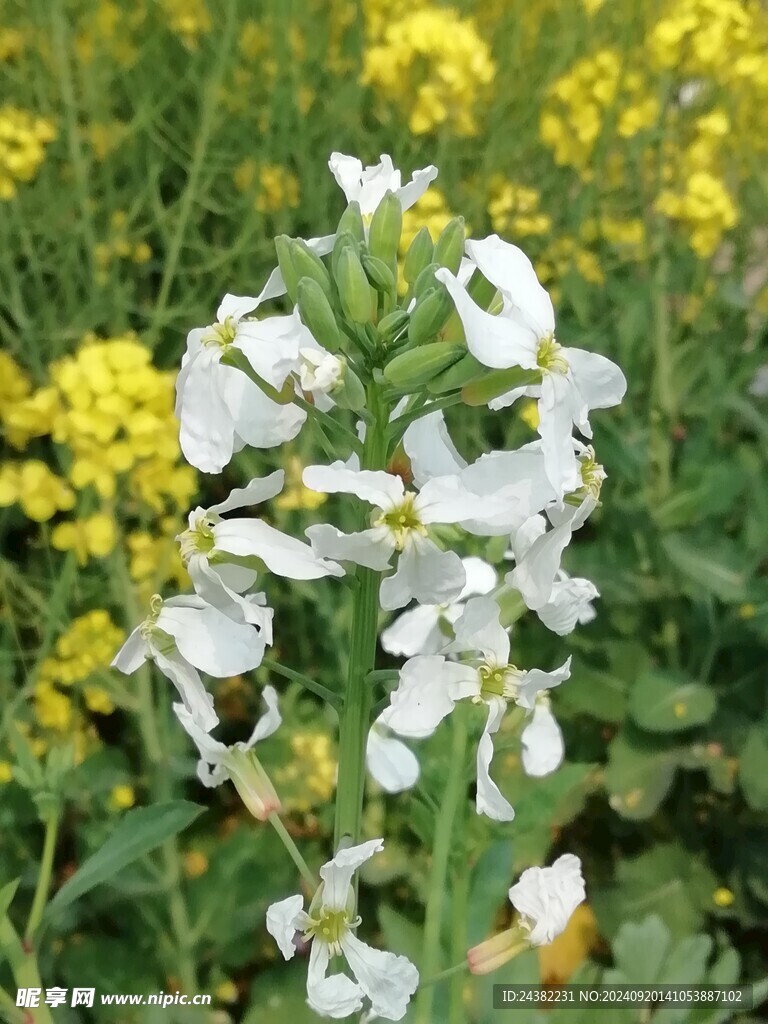 来自春天的花