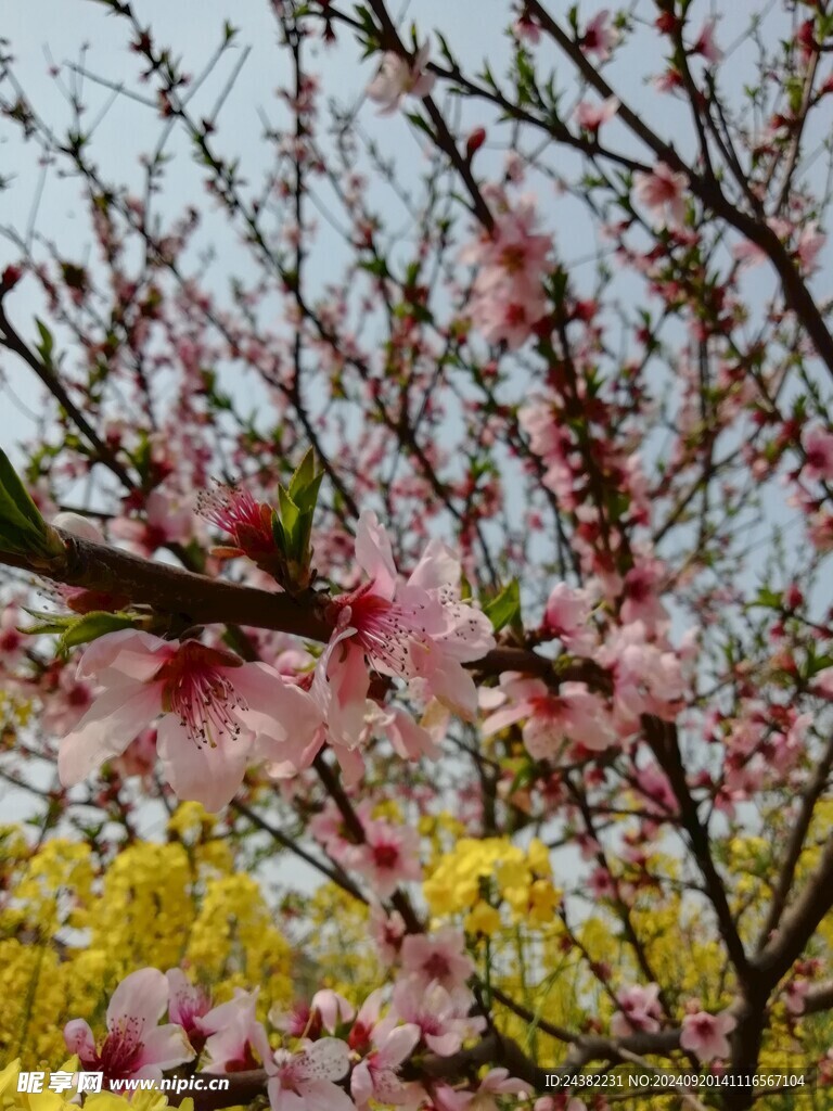 来自春天的花