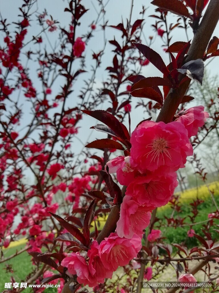 来自春天的花