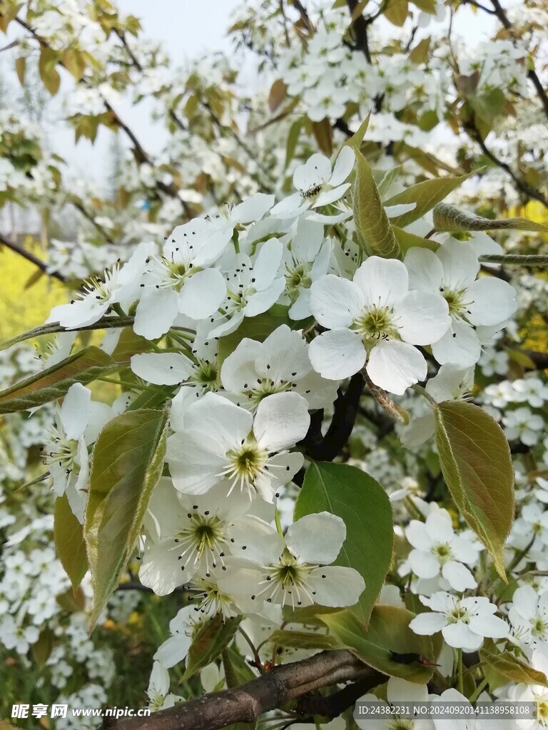 来自春天的花