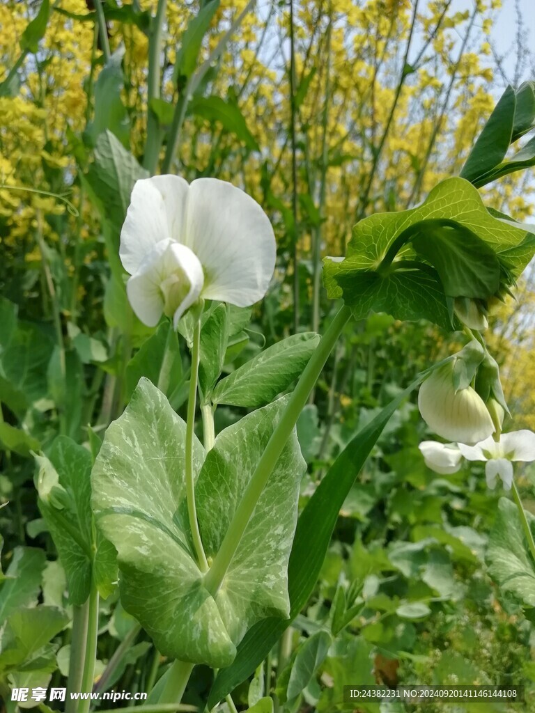 来自春天的花