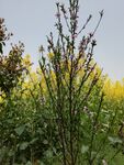 来自春天的花