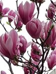 来自春天的花玉兰