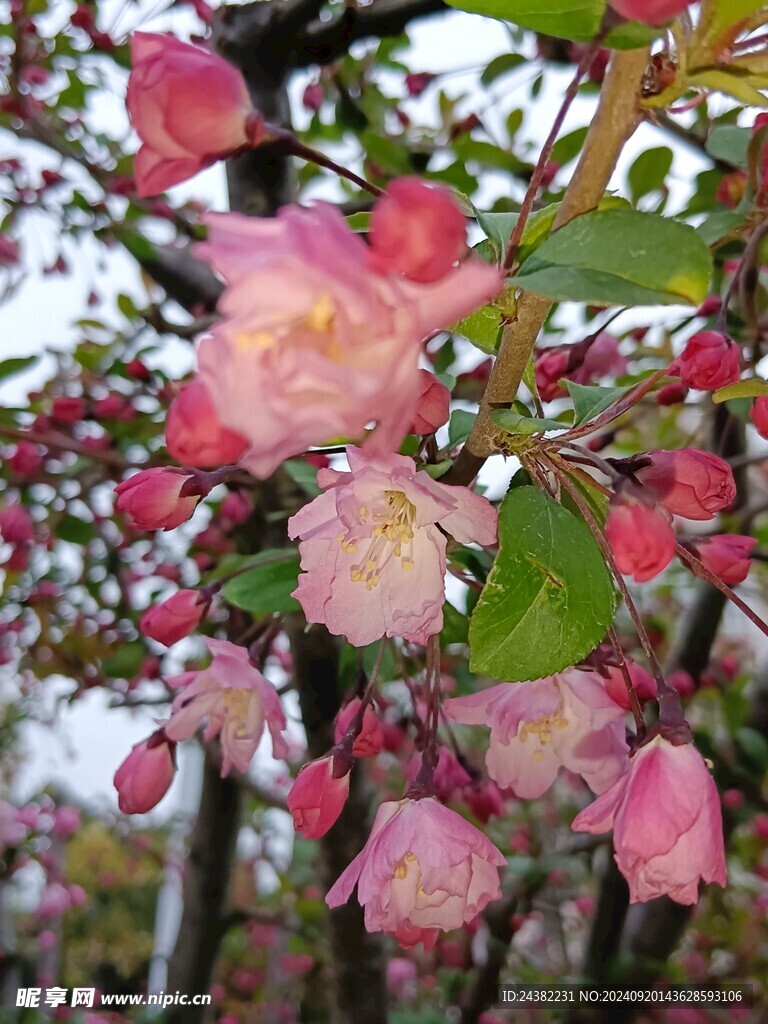 海棠花