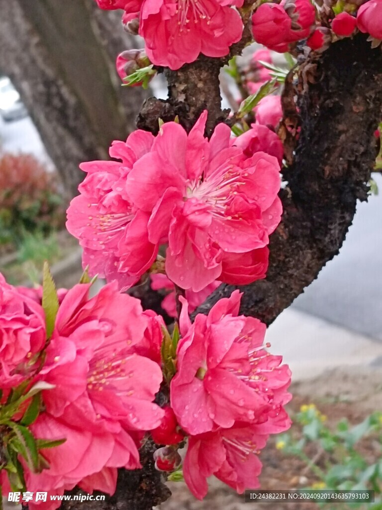 红桃花