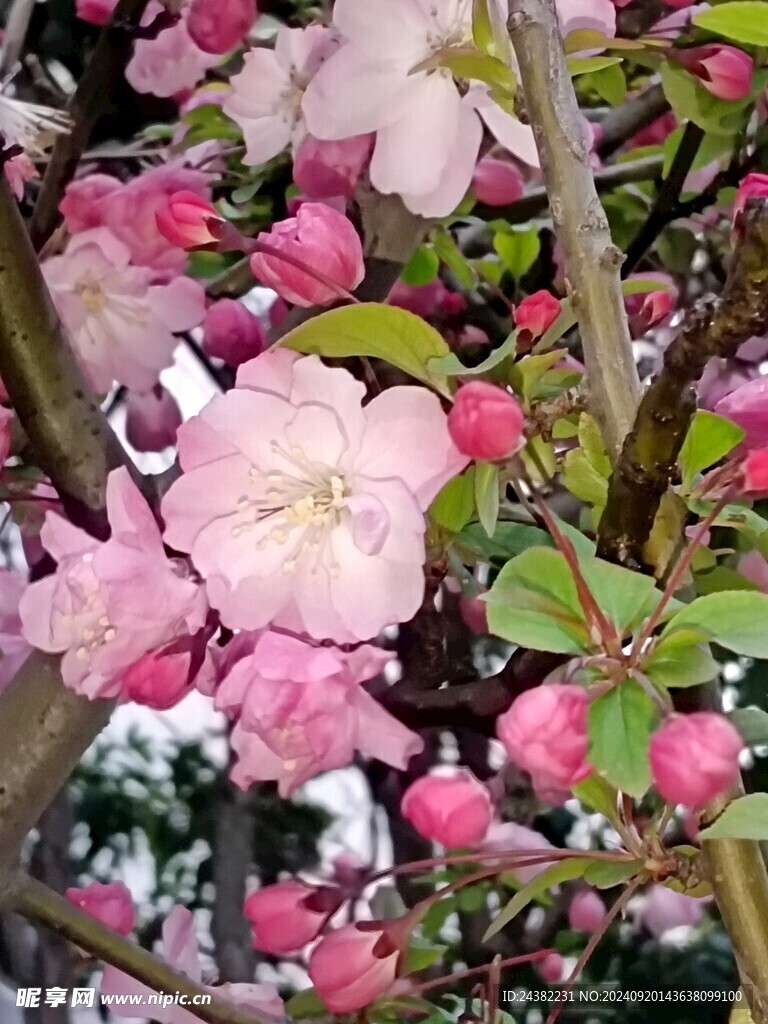 海棠花