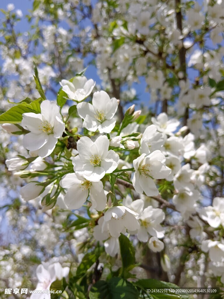 阳光下的梨花