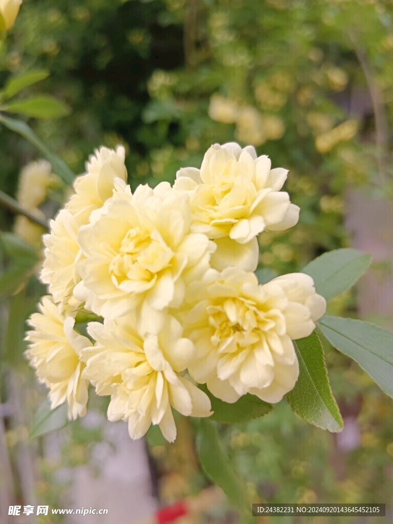 木香花