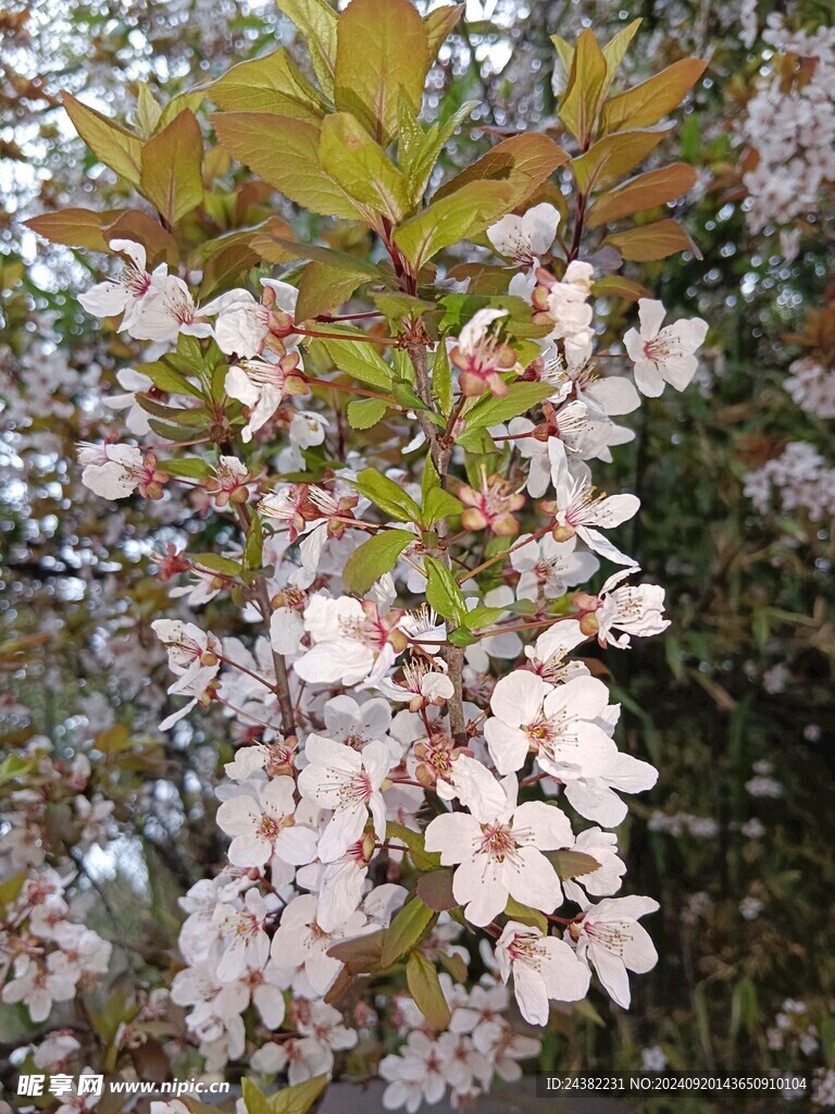 来自春天的海棠花