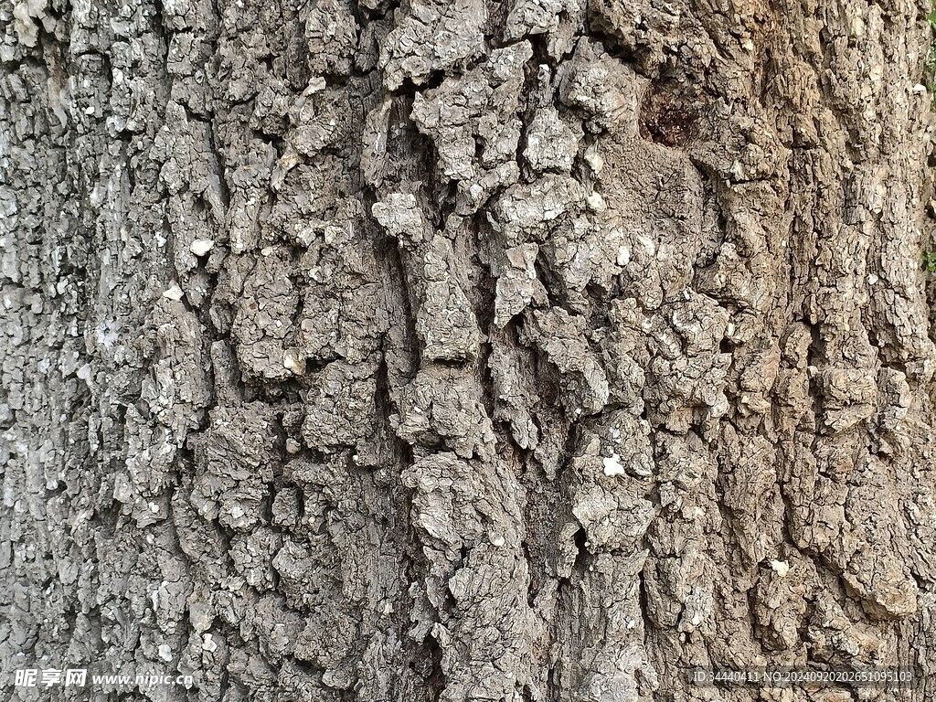 树干