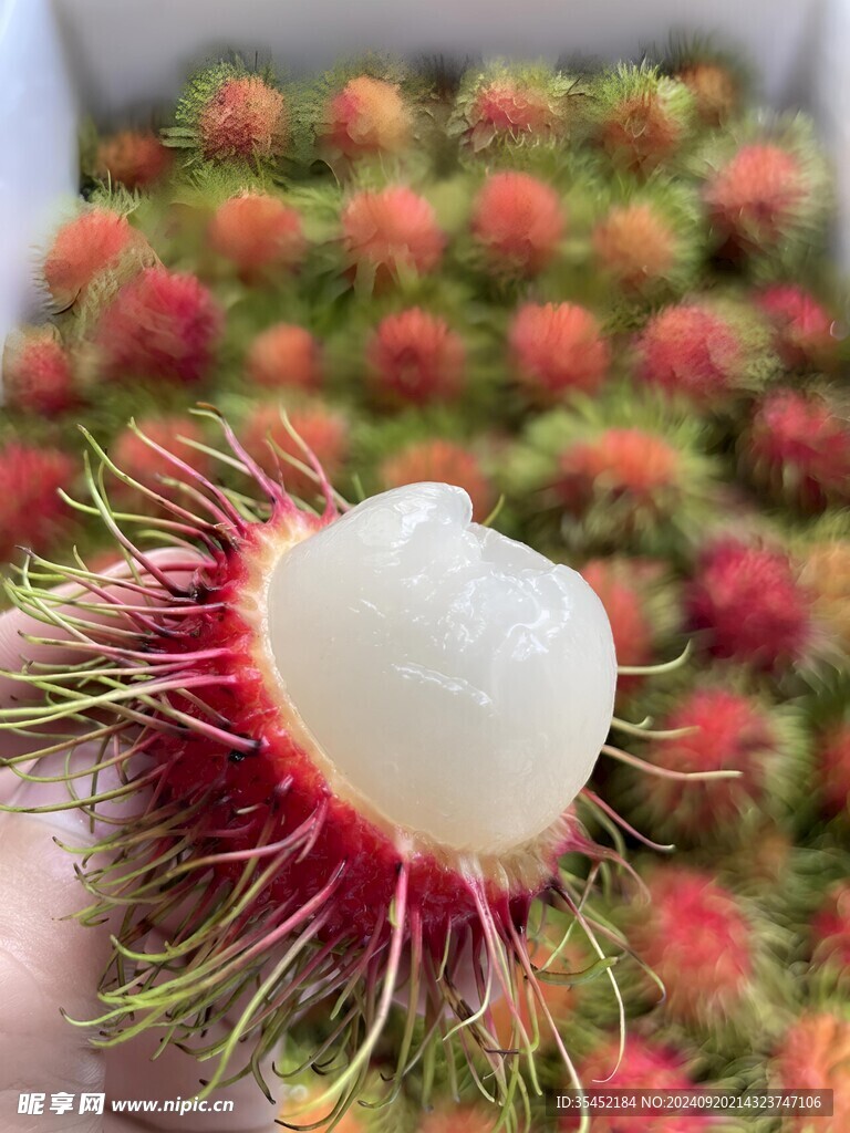 红毛丹