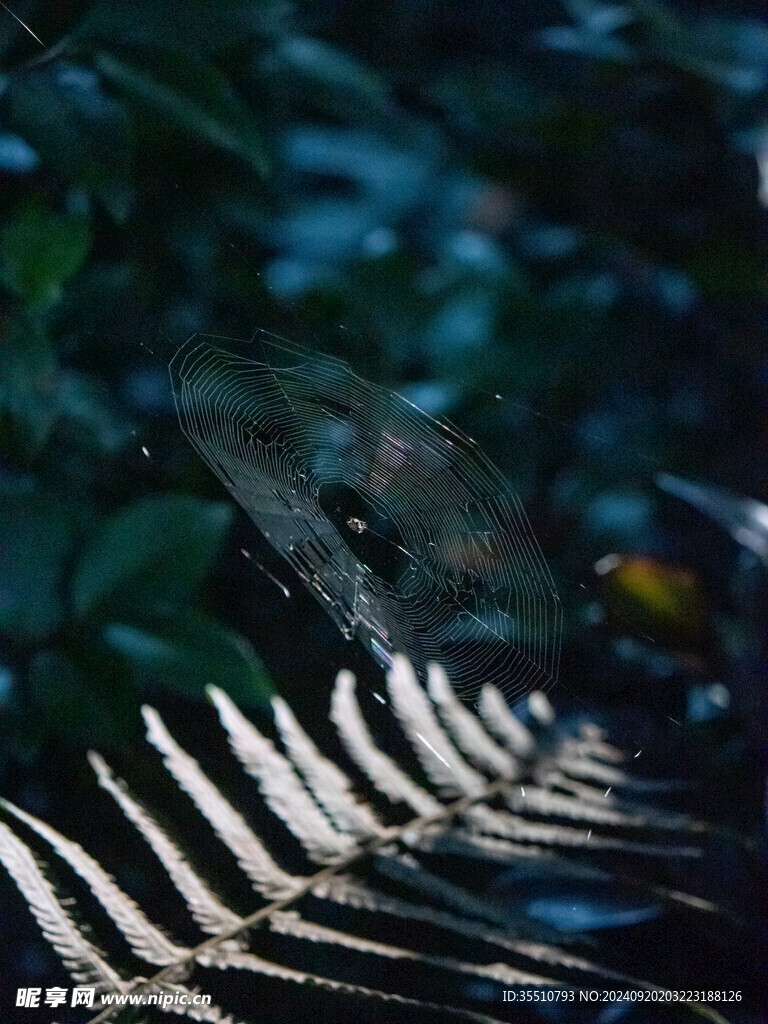 蜘蛛网特写植物