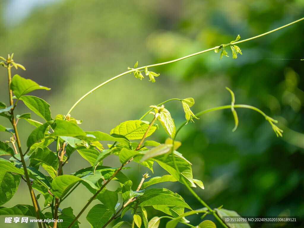 绿色植物藤曼特写