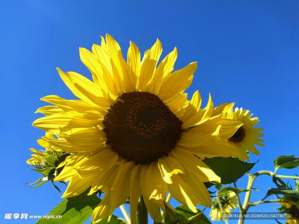 向日葵