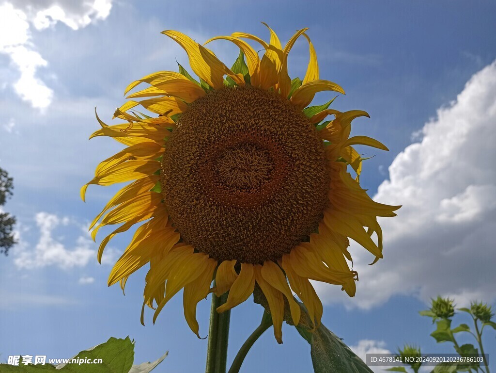 向日葵