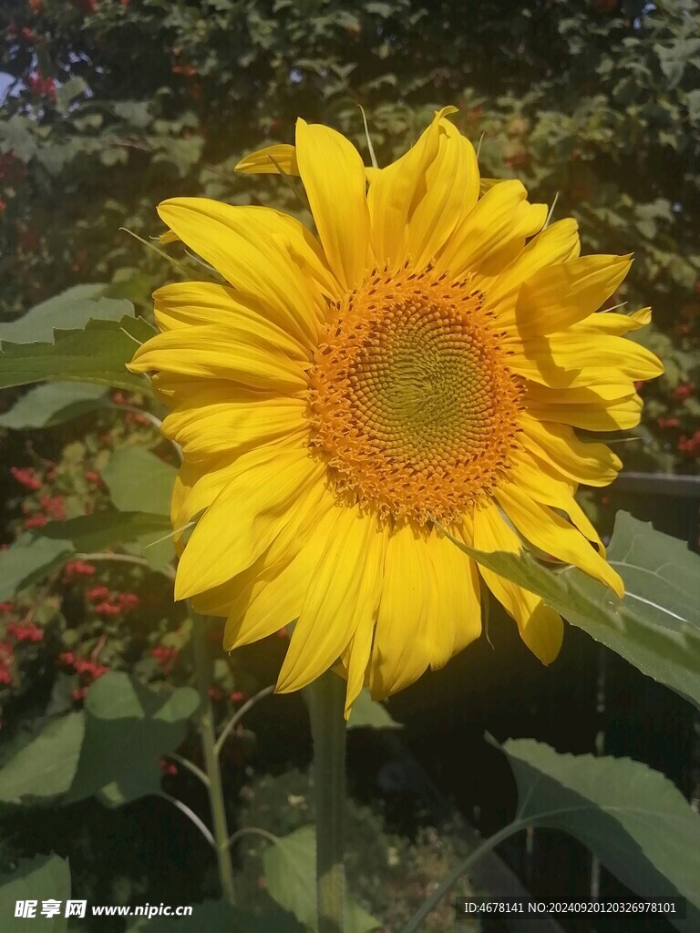 向日葵