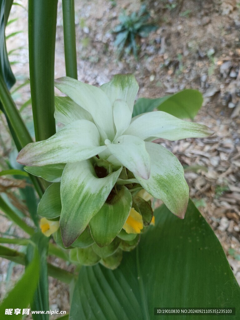 姜黄花