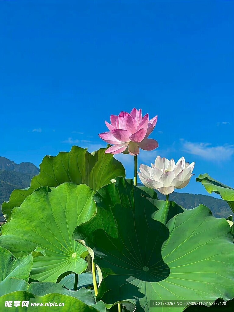 荷花