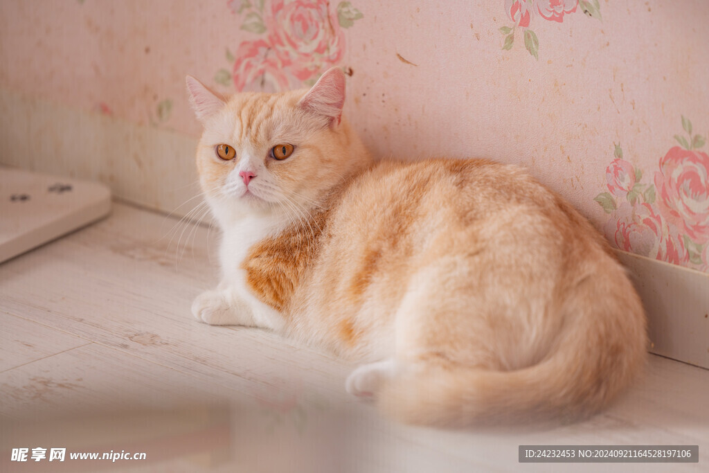猫