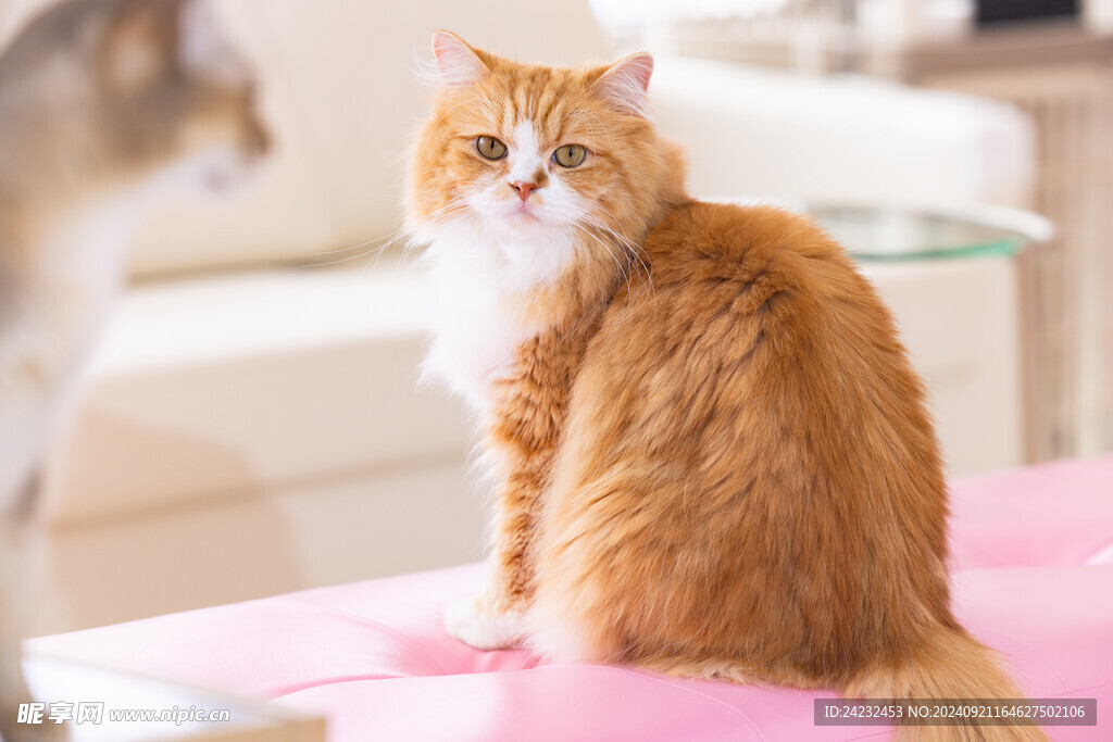 橘猫