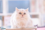 宠物猫