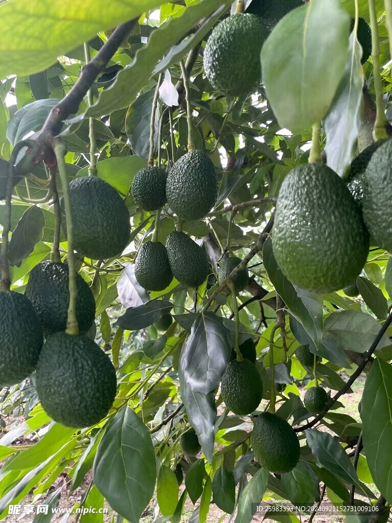 牛油果栽培