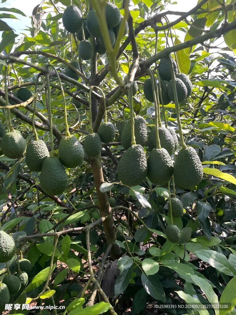 牛油果栽培