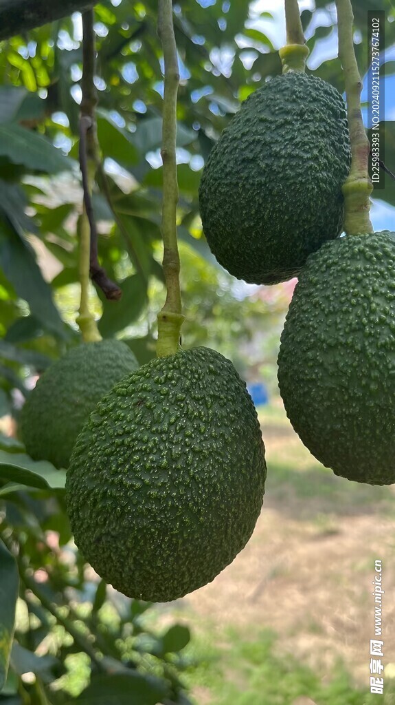 牛油果栽培 