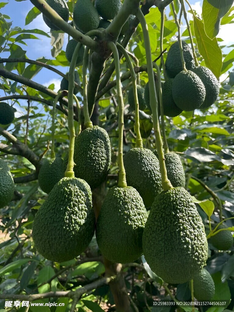 牛油果栽培