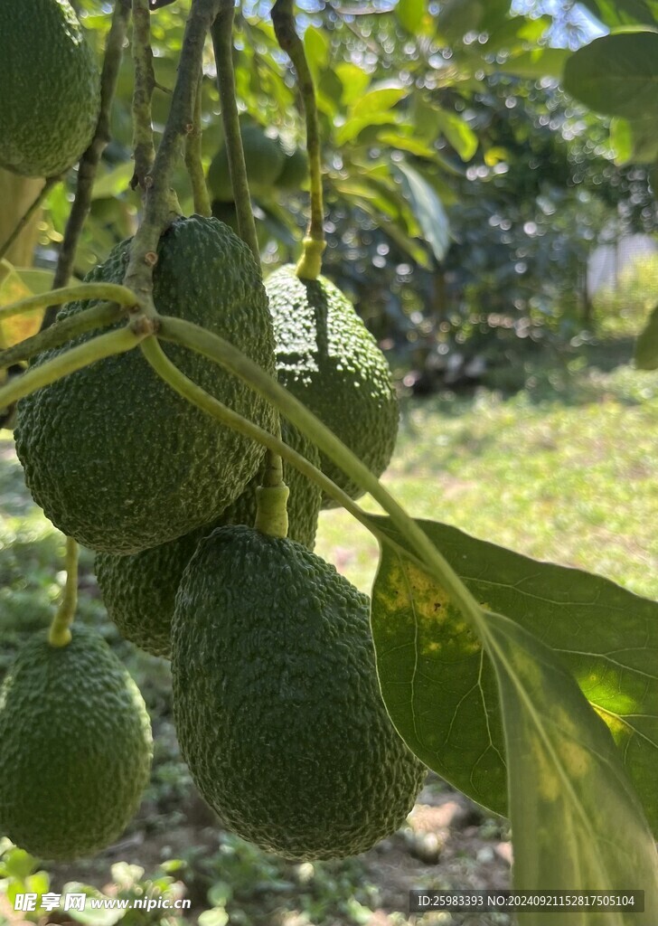 牛油果栽培