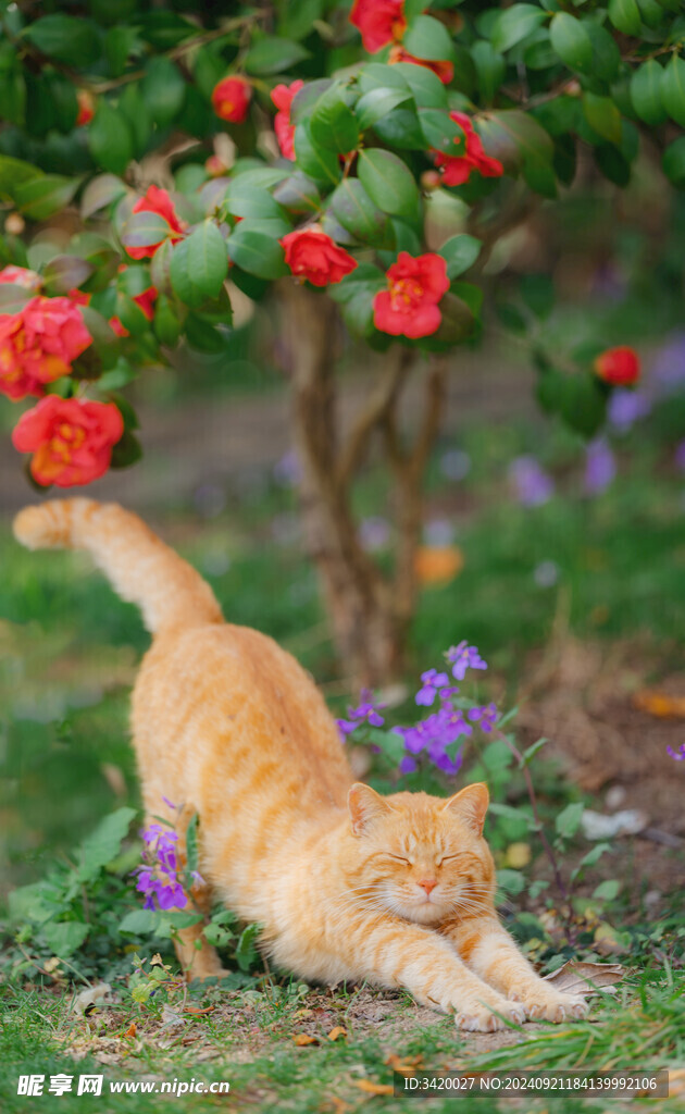橘猫