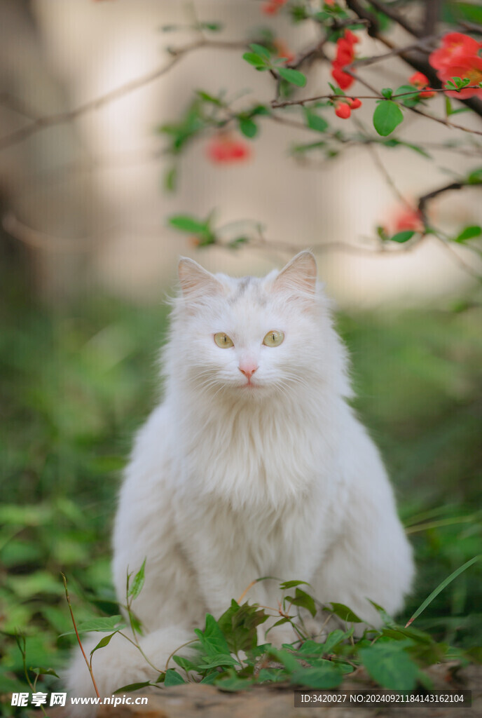蓝眼白猫