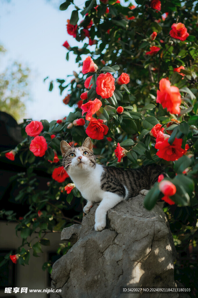 美国刚毛猫