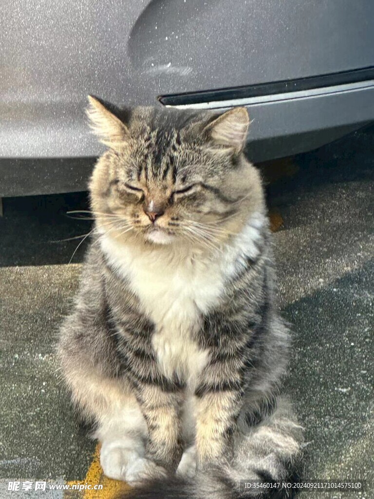 冷酷猫咪闭眼