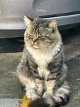 拽酷猫咪