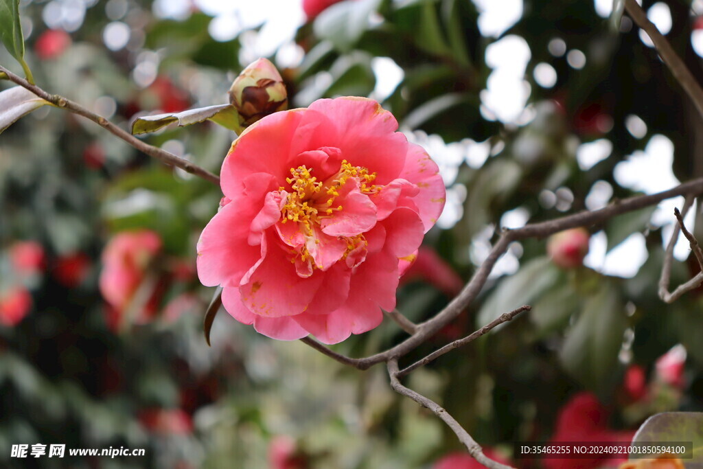 山茶花