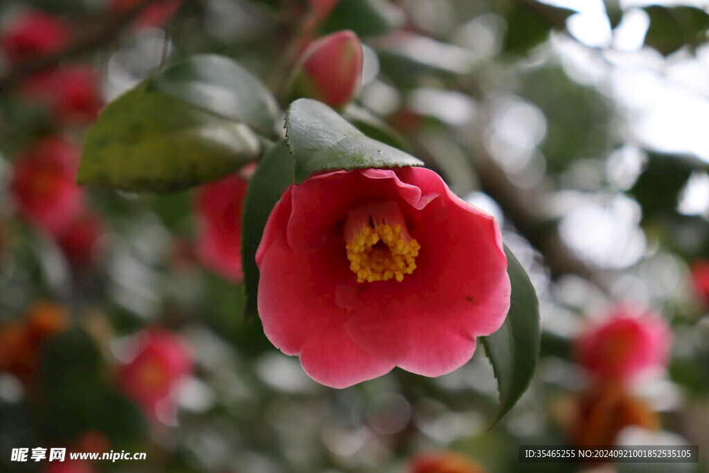 山茶花