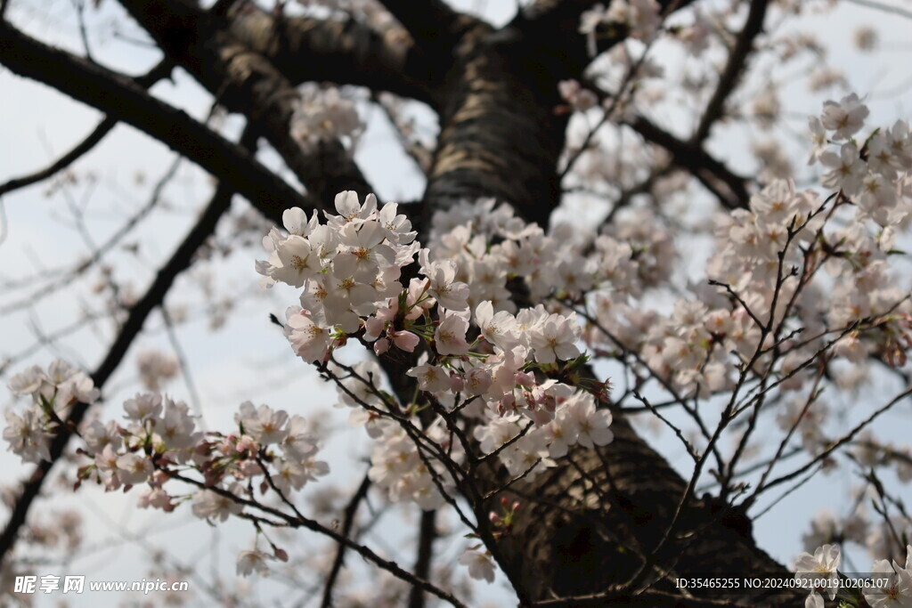 樱花