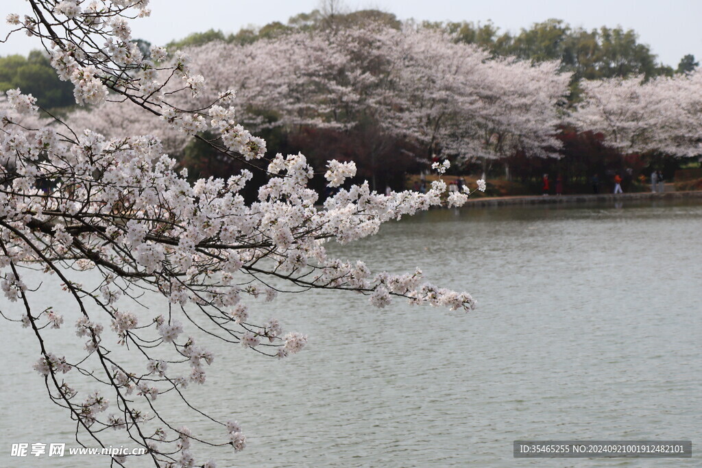 樱花