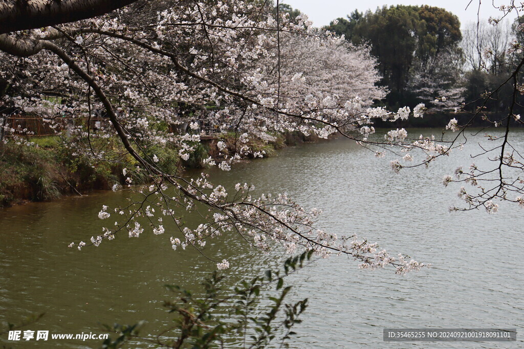 樱花