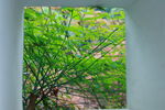 植物
