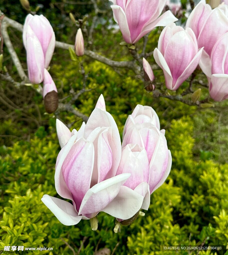 玉兰花