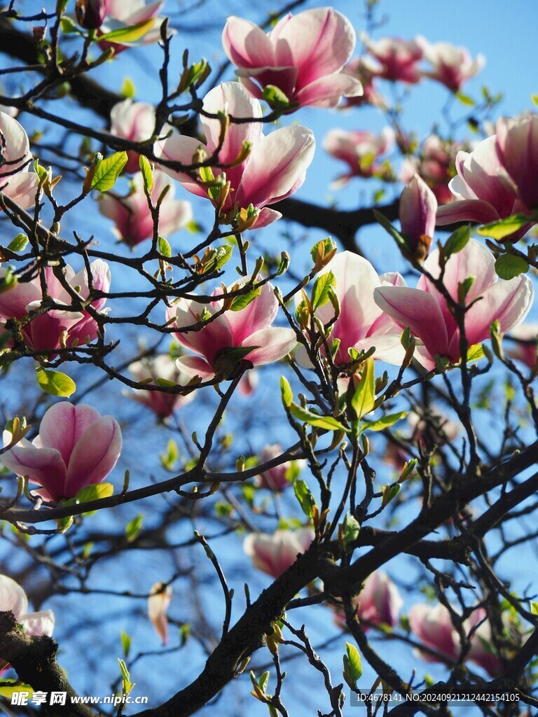玉兰花