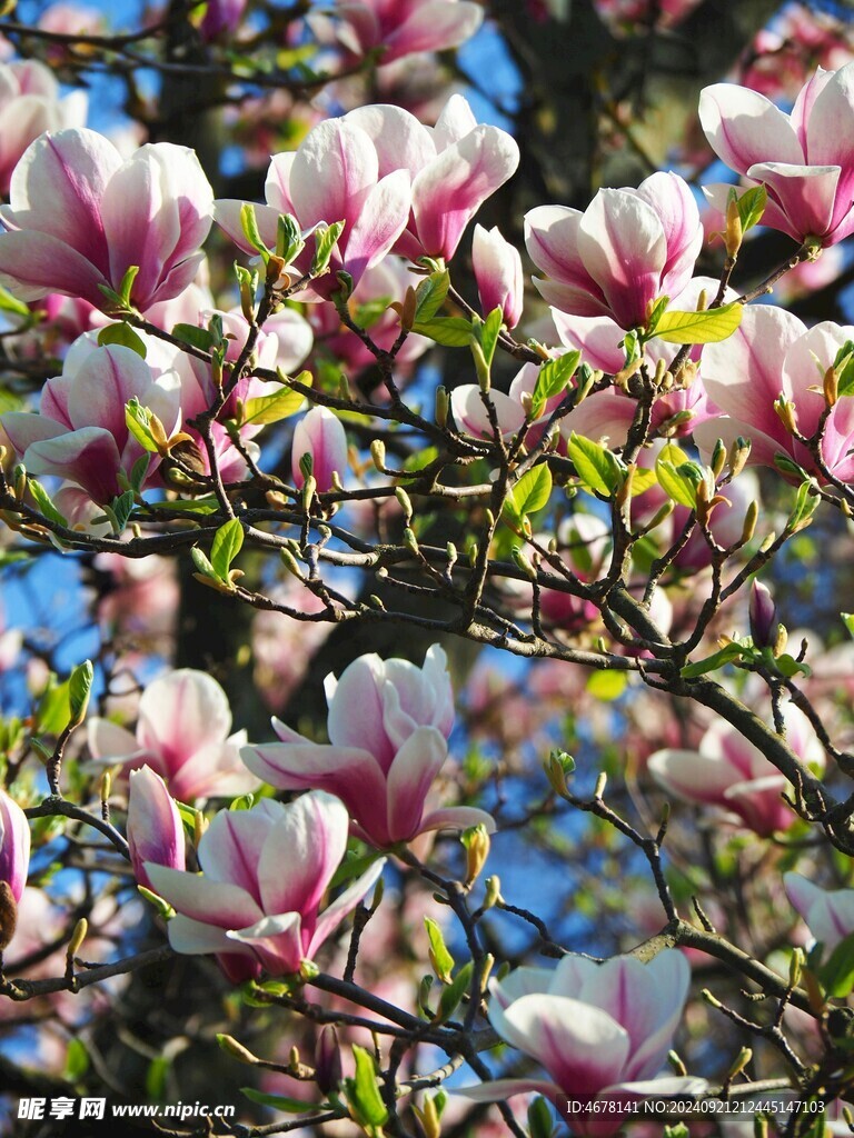 玉兰花