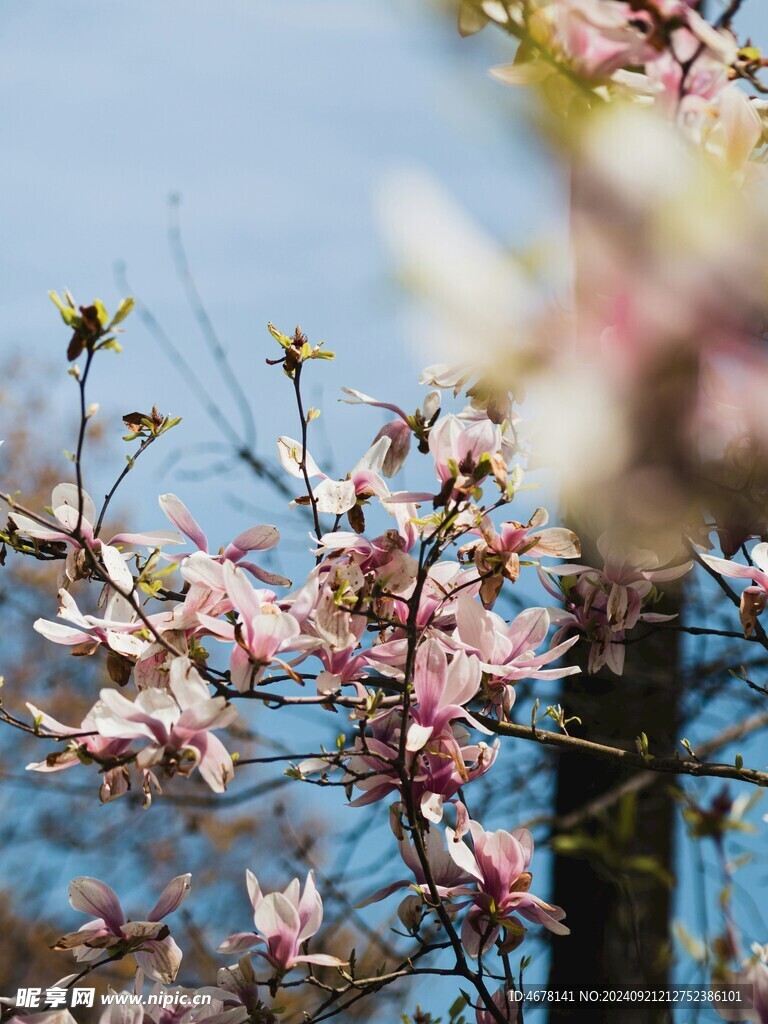 玉兰花