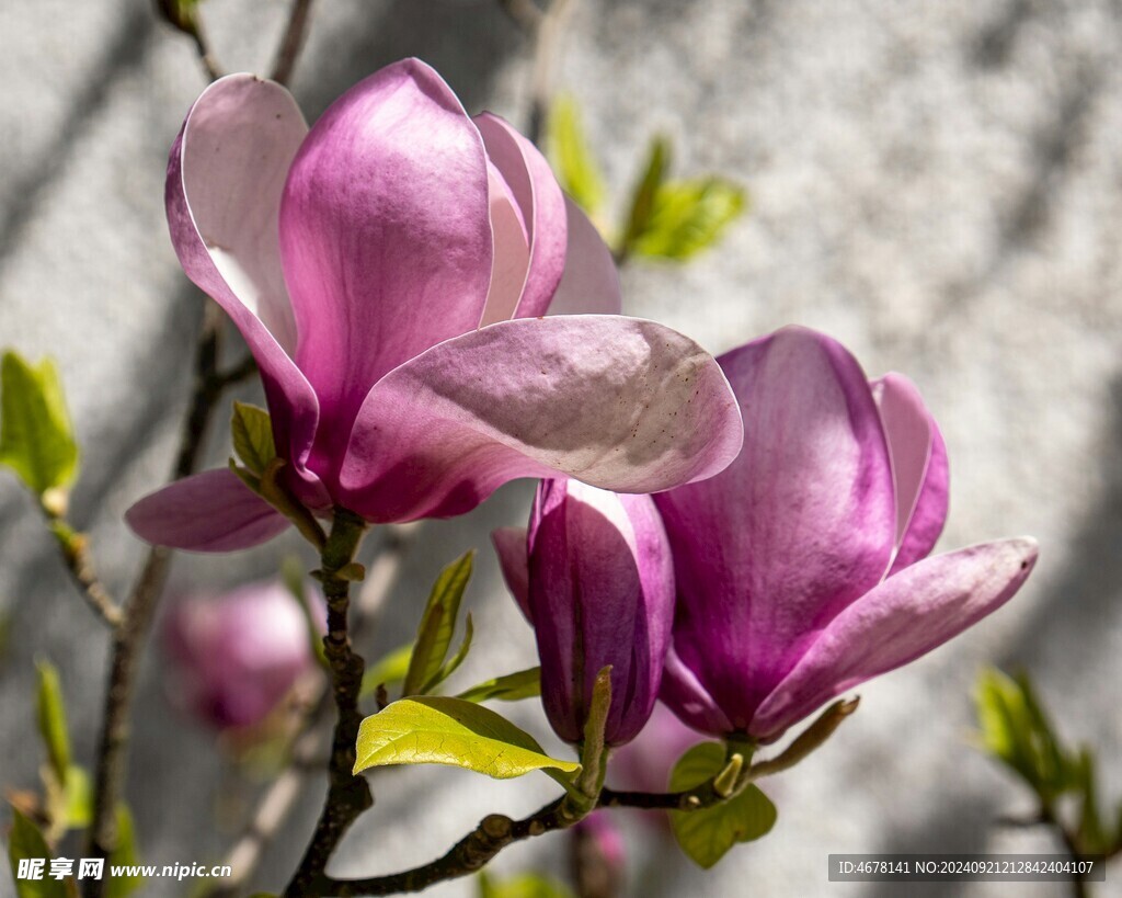 玉兰花