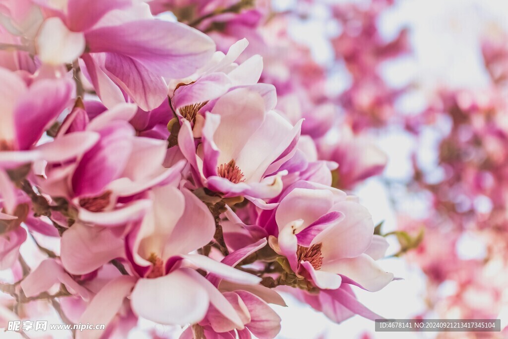 玉兰花