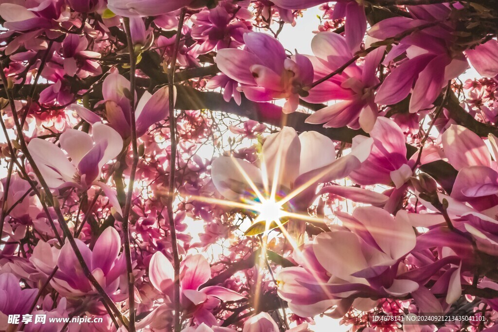 玉兰花