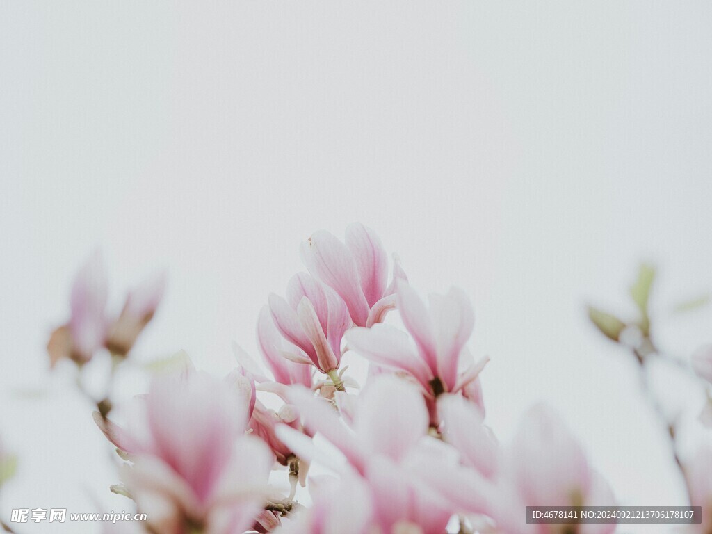 玉兰花