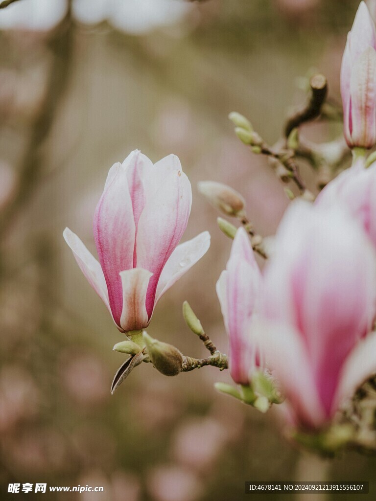 玉兰花